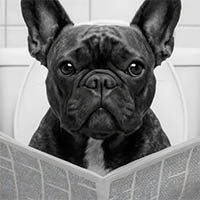 News - St Clair County Airport - Dog reading newspaper